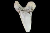 Cretaceous Cretoxyrhina Shark Tooth - Kansas #71752-1